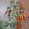 King’s Kush Seeds