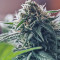 Outlaw feminized seeds