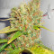 Graines de cannabis Power Plant (Dutch Passion)