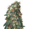 ComPassion feminized seeds