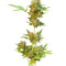 Flash Seeds - Cannabis Strain Seeds for Sale