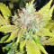 OG Kush feminized seeds (Dinafem Seeds)