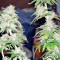 Graines de cannabis Afghan Kush X Yumbolt (World of Seeds)