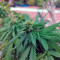 Arjan's Haze #1 strain