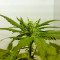 Graines de cannabis Big Band (Kannabia Seeds)
