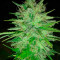 Cotton Candy Kush Seeds