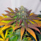 Californian Orange feminized seeds