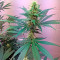 Graines de cannabis Critical Cheese (Dinafem Seeds)
