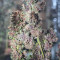 Crystal METH Auto Seeds