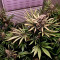 Lemon Thai Kush feminized seeds