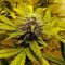 White Widow Autoflowering feminized seeds
