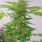 White Widow (Vision Seeds)