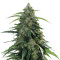 Buddha Syrup Auto feminized seeds