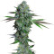 Semi femminizzati di Cataract Kush