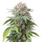 Mango Sapphire (Humboldt Seeds Organization)