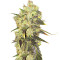 Graines de cannabis Supreme Durban CBD (Nirvana Seeds)