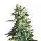 Amnesia Haze feminized seeds (Royal Queen Seeds)