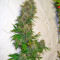 Afrodite cannabis strain