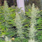 Diesel Glue (BCN Diesel) (Kannabia Seeds)