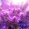 Chocolate Cream feminized seeds
