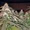 Fruit Punch Auto (Heavyweight Seeds)