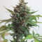 Mendocino Purple Kush (Medical Seeds)