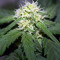 Tangie'matic Auto Seeds