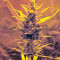 White Widow XXL Autoflowering feminized seeds
