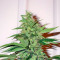 Graines de cannabis BCN Diesel Max Auto (Kannabia Seeds)