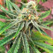 Strawberry Cake Seeds
