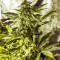 Semi regolari di White Widow