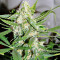 Graines de cannabis Auto Wembley (Pyramid Seeds)