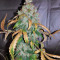 Auto White Widow Seeds (Pyramid Seeds)