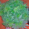 Blackberry feminized seeds