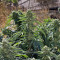 Graines de cannabis Sour Diesel #2 (Humboldt Seeds Organization)
