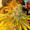 Yumbolt 47 feminized seeds