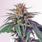 CBD Critical Cure Seeds