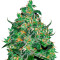 Critical Jack Herer Auto Seeds