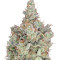 Total Paralysis feminized seeds
