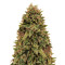 Blueberry OG strain