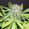 Amnesia Haze feminized seeds (Royal Queen Seeds)