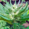 Colombian Gold feminizada (World of Seeds)