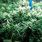 Fruit Punch (Heavyweight Seeds)