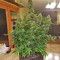 GG#4 Original Glue Auto Seeds