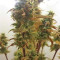Girl Scout Cookies Auto Auto Seeds