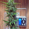 Kickass Auto feminized seeds