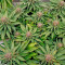 Blue Widow cannabis strain