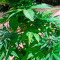 Graines de cannabis Ice regular (Nirvana Seeds)
