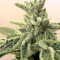 Lemon Garlic OG feminized seeds