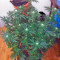 Graines de cannabis Kaia Kush (GHS)